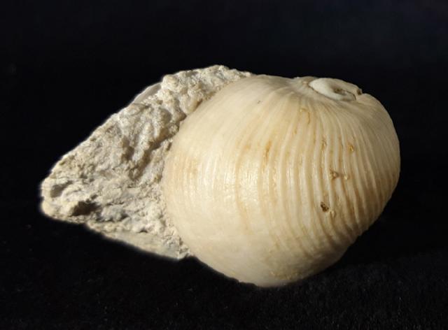Otostoma retzii (NILSSON 1827) - Bild © FossNet FossilienStore